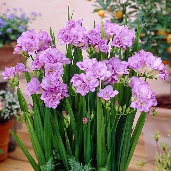 秋植え球根 フリージア ダブル咲 紫花