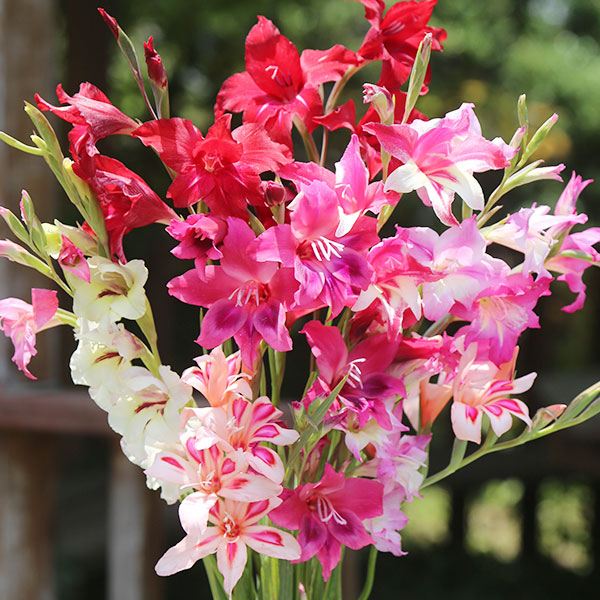 秋植え球根 早咲グラジオラスミックス（無選別）