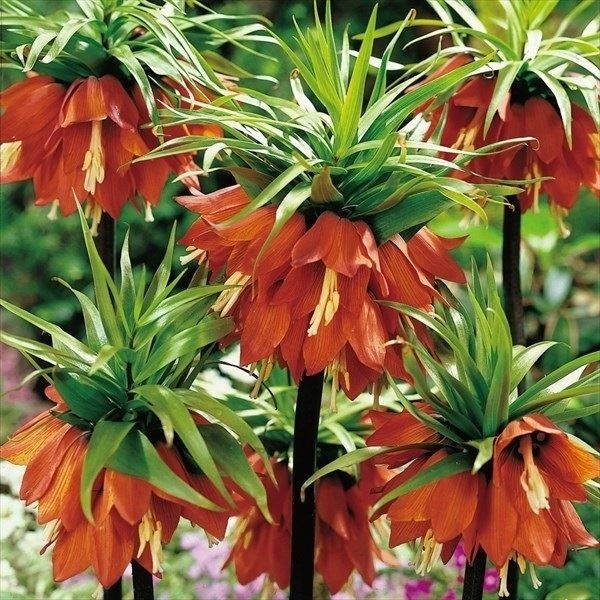 秋植え球根 フリチラリア オーロラ