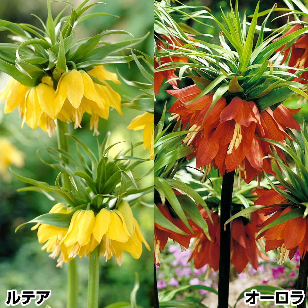 秋植え球根 大型フリチラリアセット