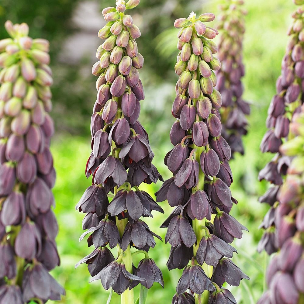 秋植え球根 フリチラリア ペルシカ