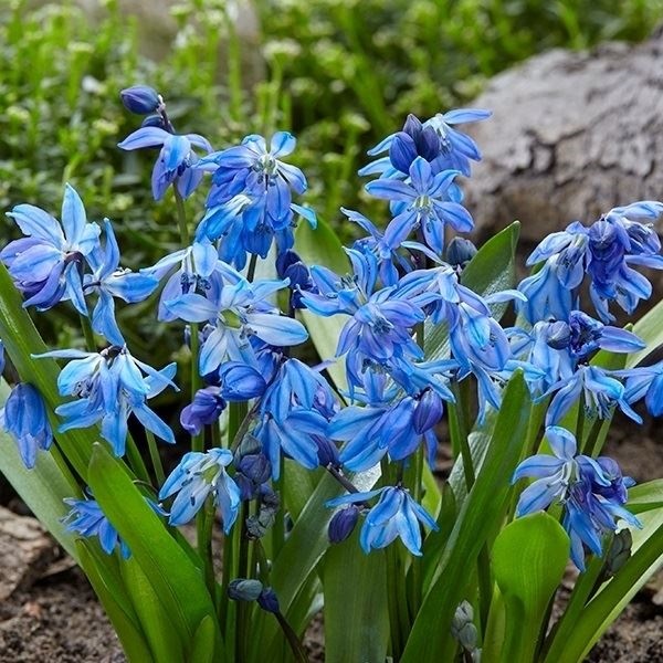 秋植え球根 シラー シベリカ