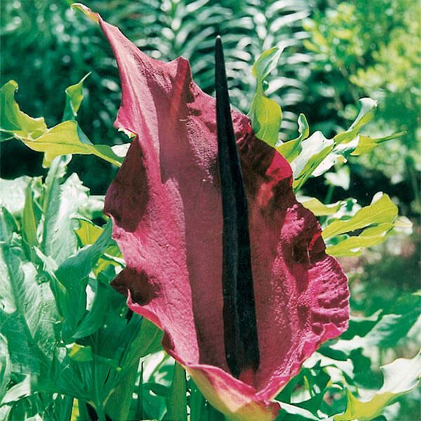 秋植え球根 ドラクンクルス ブルガリス