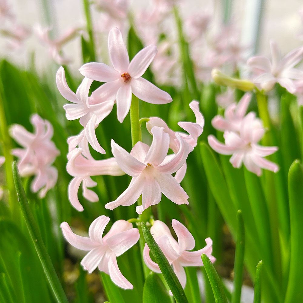秋植え球根 ローマンヒヤシンス 桃花