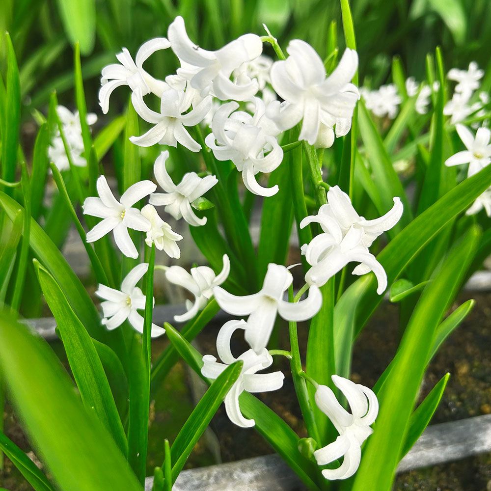 秋植え球根 ローマンヒヤシンス 白花