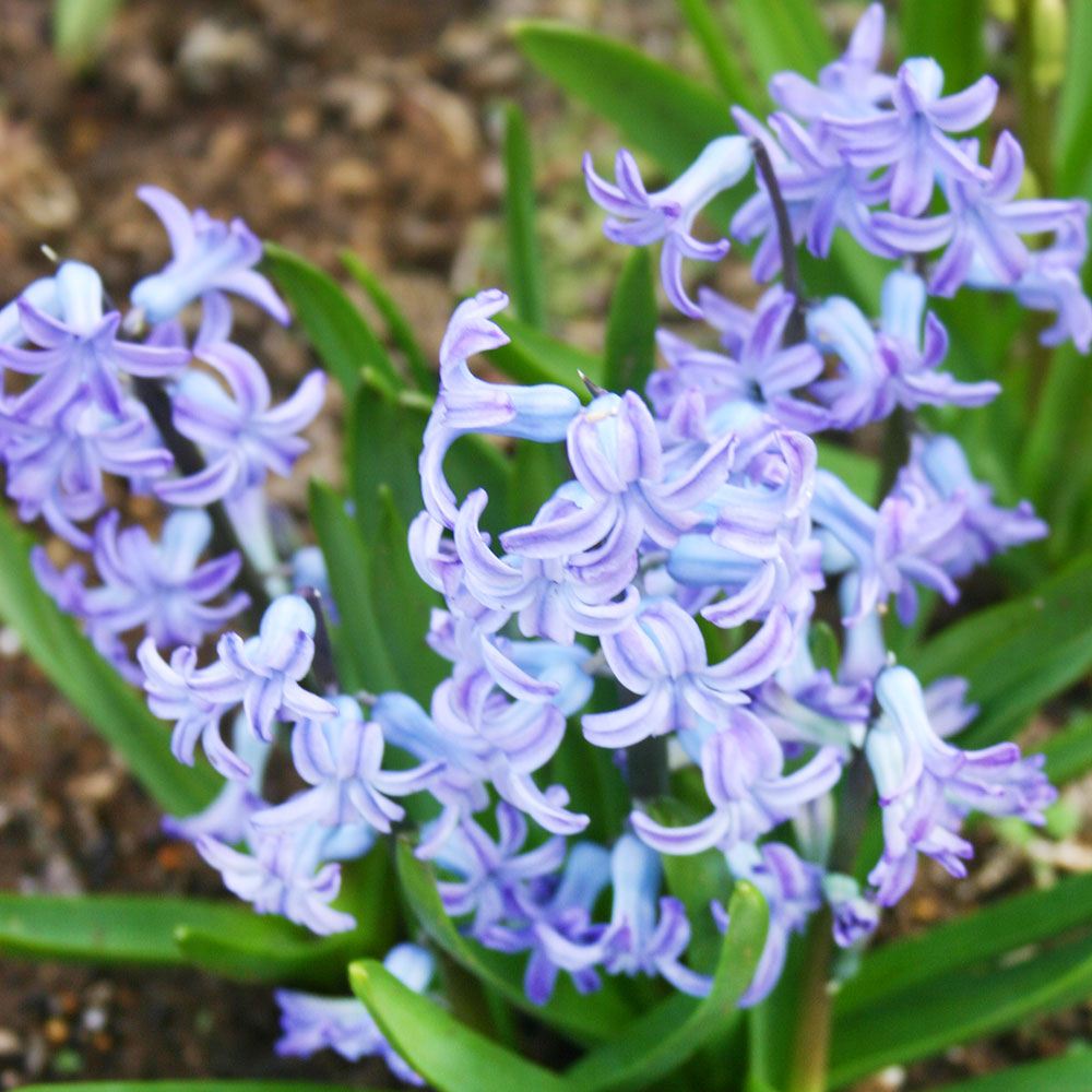 秋植え球根 ローマンヒヤシンス 青花