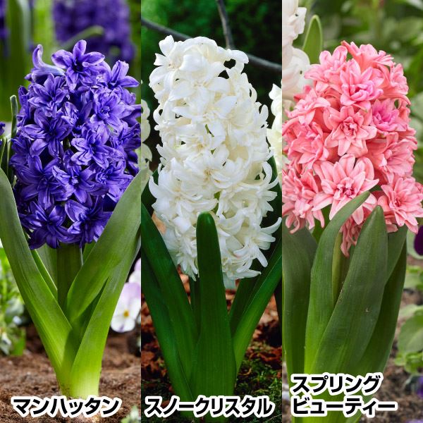 秋植え球根 八重咲ヒヤシンスセット