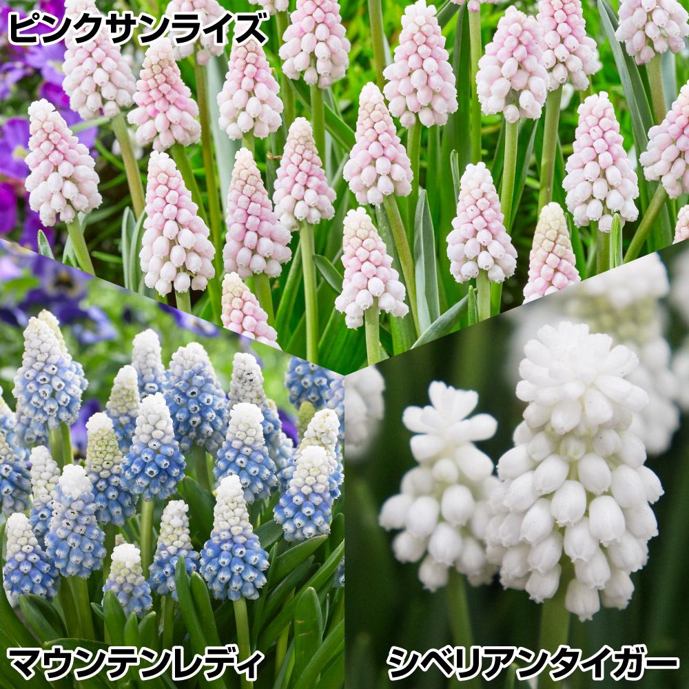 秋植え球根 ムスカリ 特選ムスカリセット