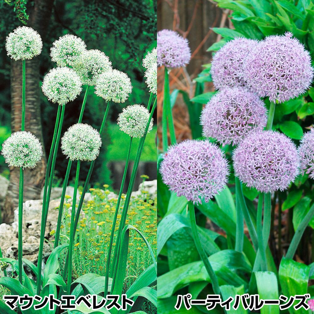秋植え球根 アリウム 特選アリウムセット