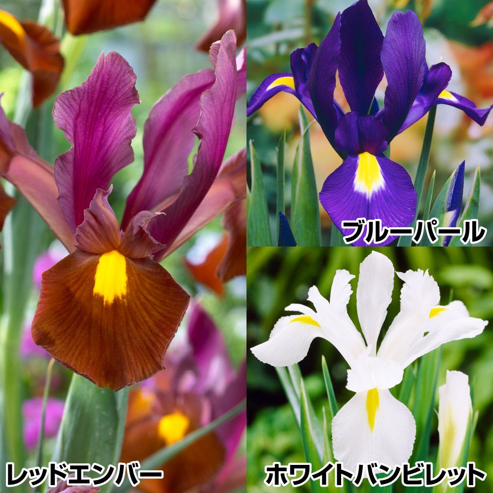 秋植え球根 ダッチアイリス 特選ダッチアイリスセット