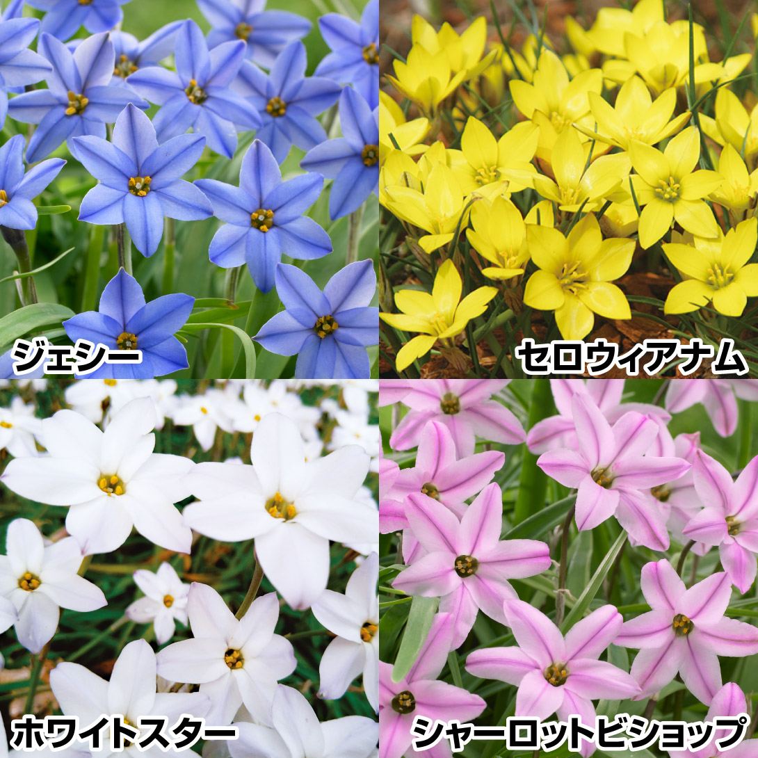秋植え球根 ハナニラ ハナニラ4色セット
