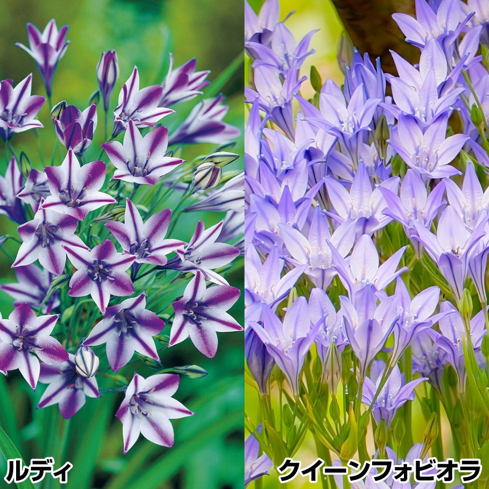 秋植え球根 ブローディアセット