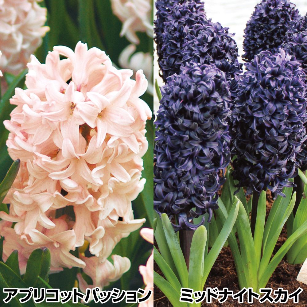 秋植え球根 ヒヤシンス特色セット
