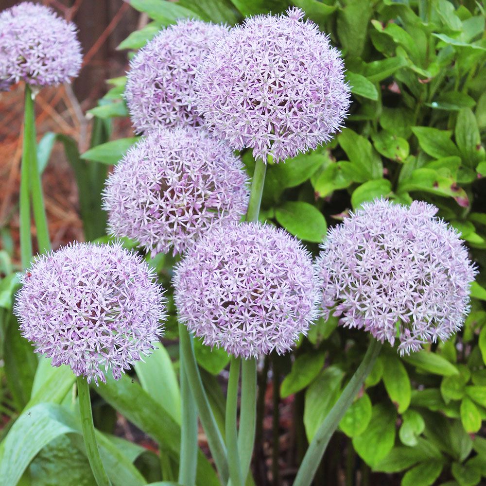 秋植え球根 アリウム パーティバルーンズ（大輪）