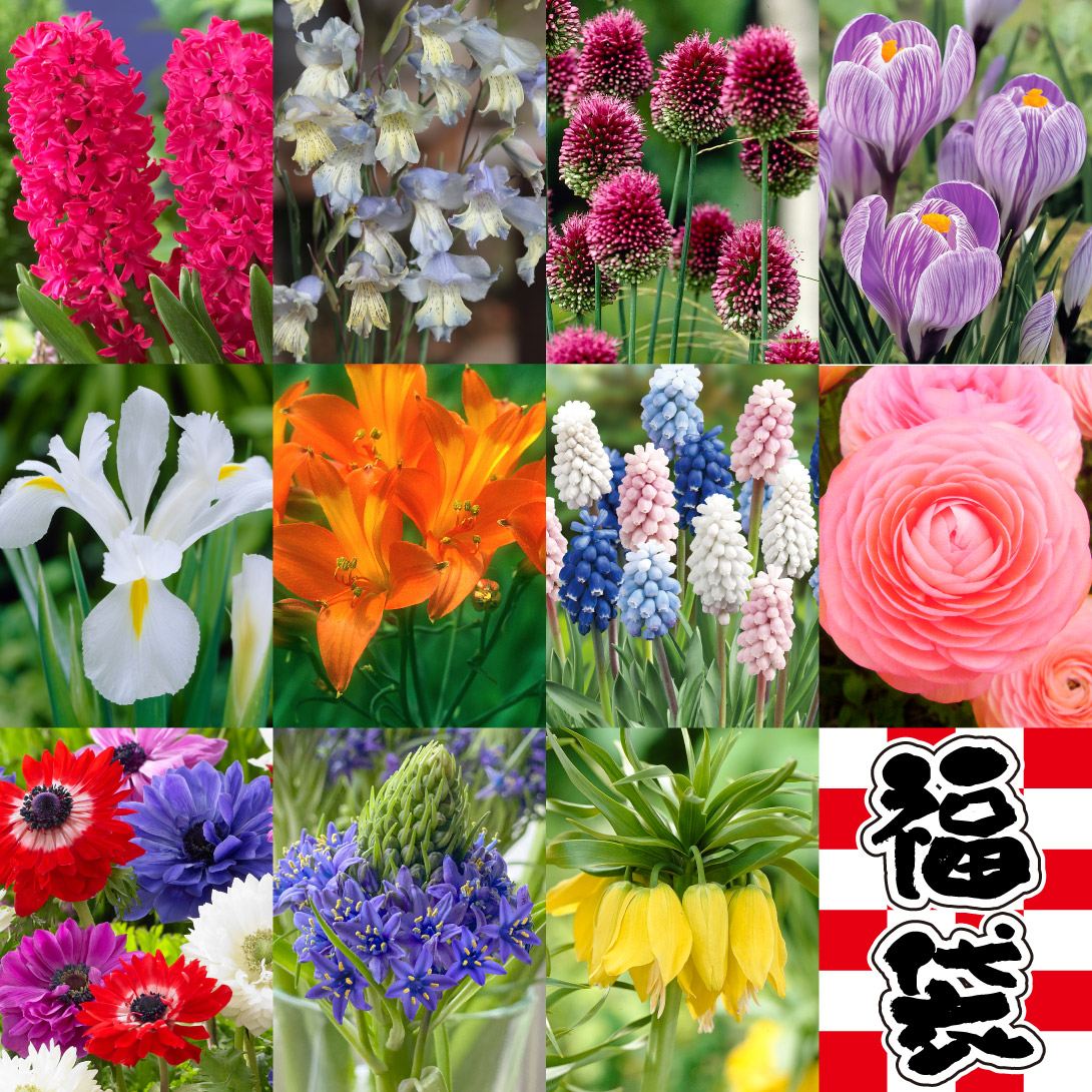 秋植え球根 スペシャル福袋 50球以上1組 （4品種以上・品種見計らい・名称付き） 送料無料