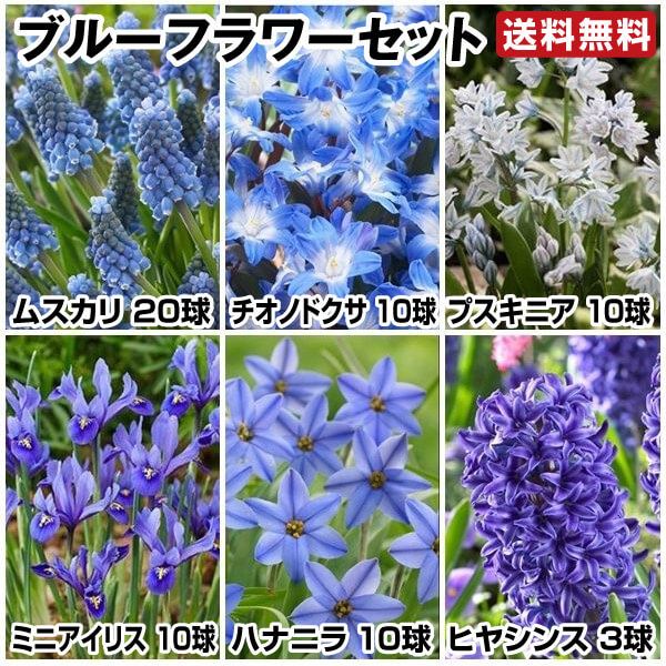 秋植え球根 ブルーフラワーセット 6種63球 送料無料