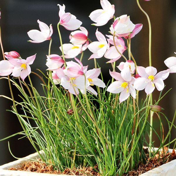 [メール便配送] 秋植え球根 キアネラ アルバ ピンク 3球