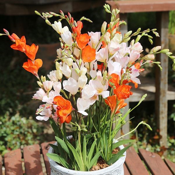 [メール便配送] 秋植え球根 トリトニア ミックス 3球