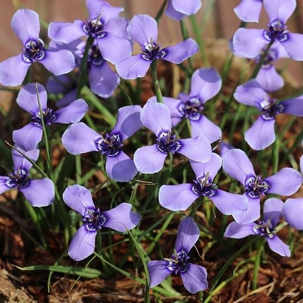 [メール便配送] 秋植え球根 ハーベルチア プルケラ 5球
