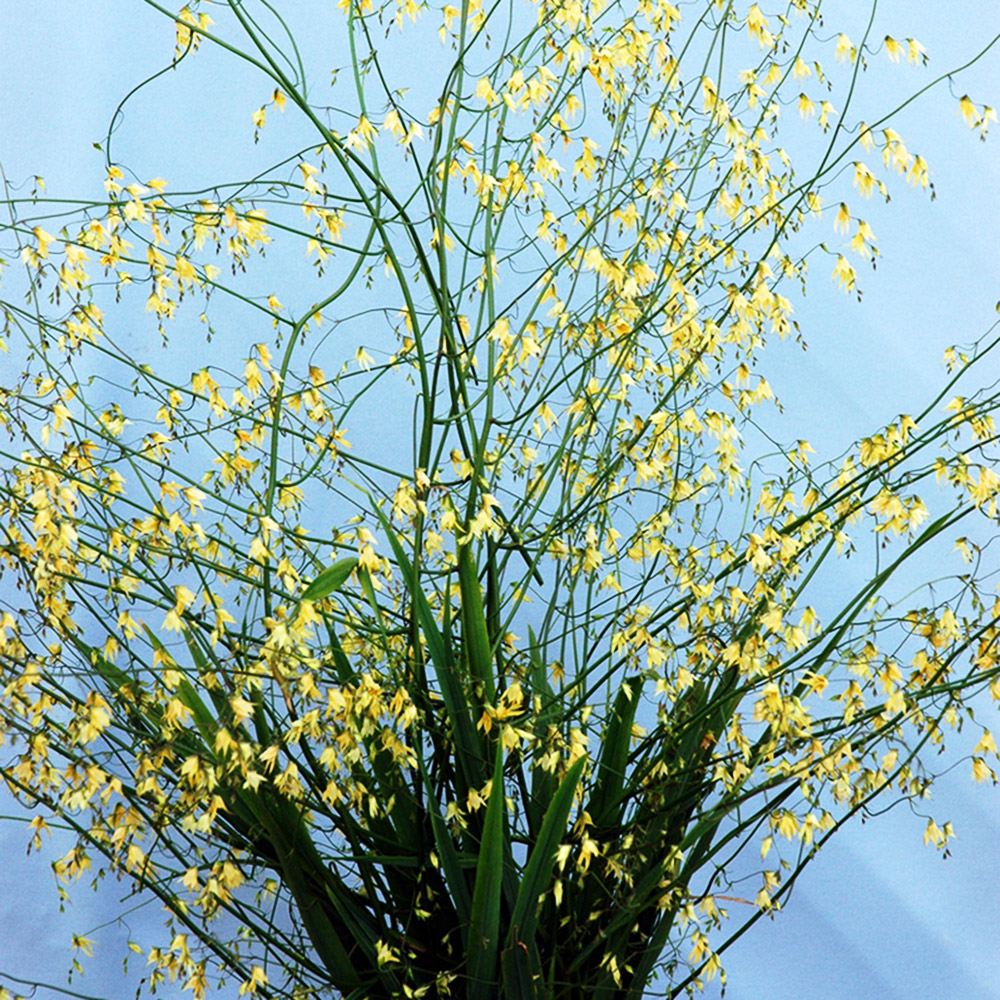 [メール便配送] 秋植え球根 メラスフェルラ ラモーサ 3球