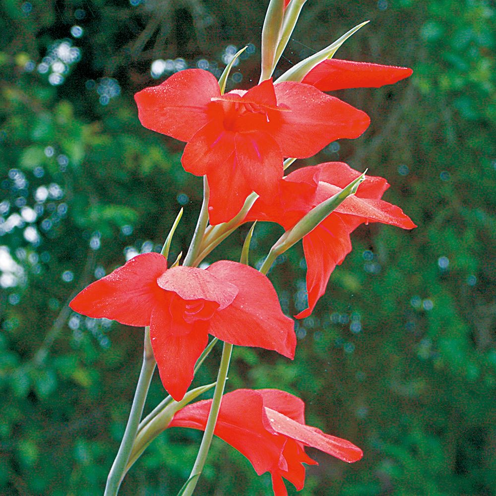 [メール便配送] 秋植え球根 早咲グラジオラス ミレッラ 3球