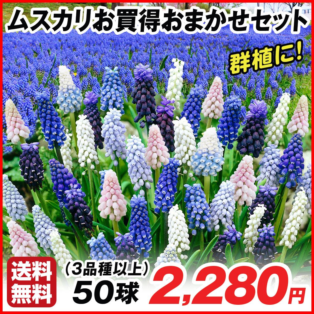 秋植え球根 ムスカリ お買得おまかせセット（3品種以上） 50球 送料無料