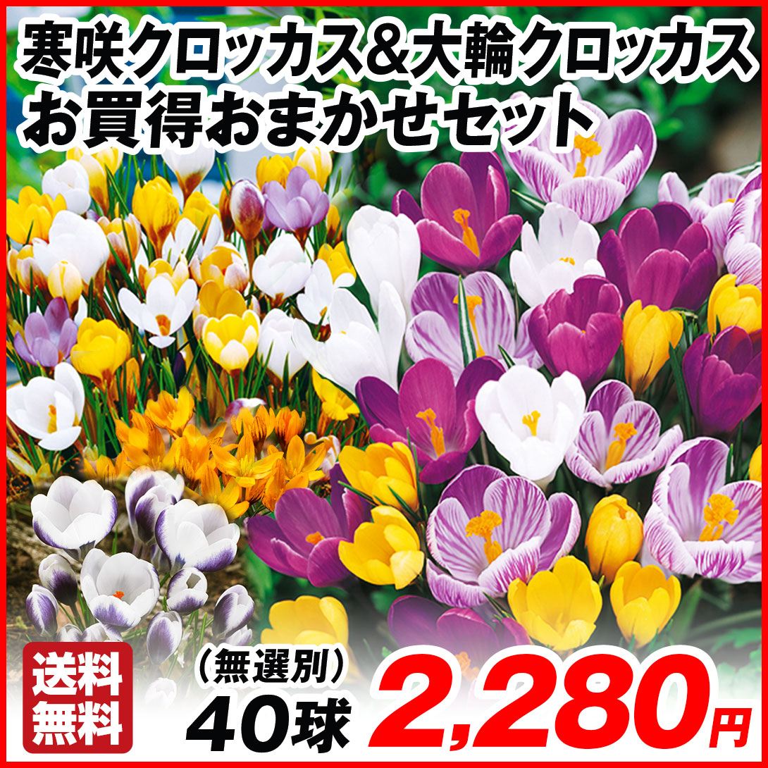 秋植え球根 寒咲・大輪クロッカス お買得おまかせセット 40球 送料無料