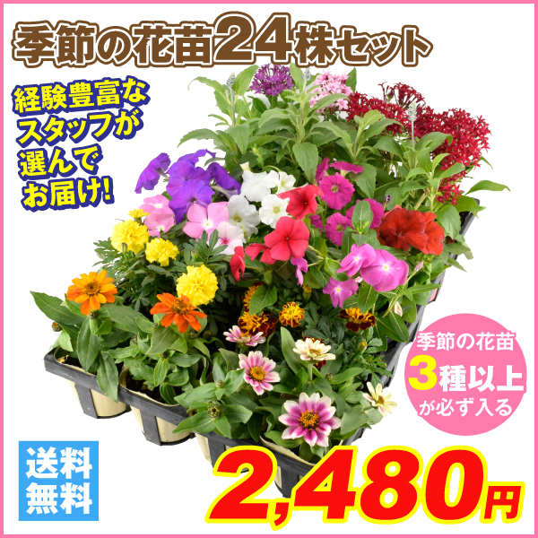 [期間限定特価] 季節の花苗 24ポットセット(3種以上) 送料無料