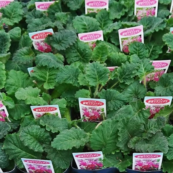 花苗大特価 サクラソウ(桜草) マラコイデス ケース販売 1ケース40株入り 送料無料