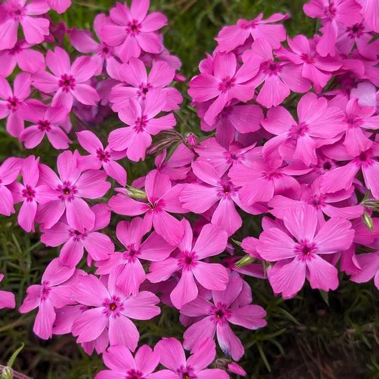花苗大特価 芝桜(シバザクラ) ダニエルクッション ケース販売 1ケース40株入り 送料無料