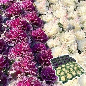 花苗大特価 縮緬葉牡丹苗 ケース販売 1ケース40株入り 送料無料