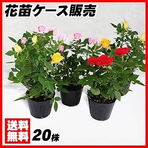 花苗大特価 ミニバラ 苗 ケース販売 1ケース20株入り 送料無料