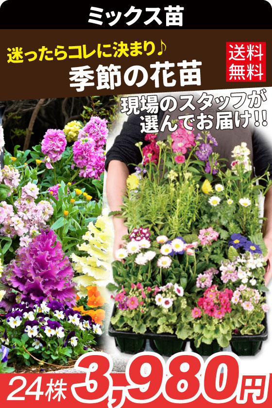 季節の花苗