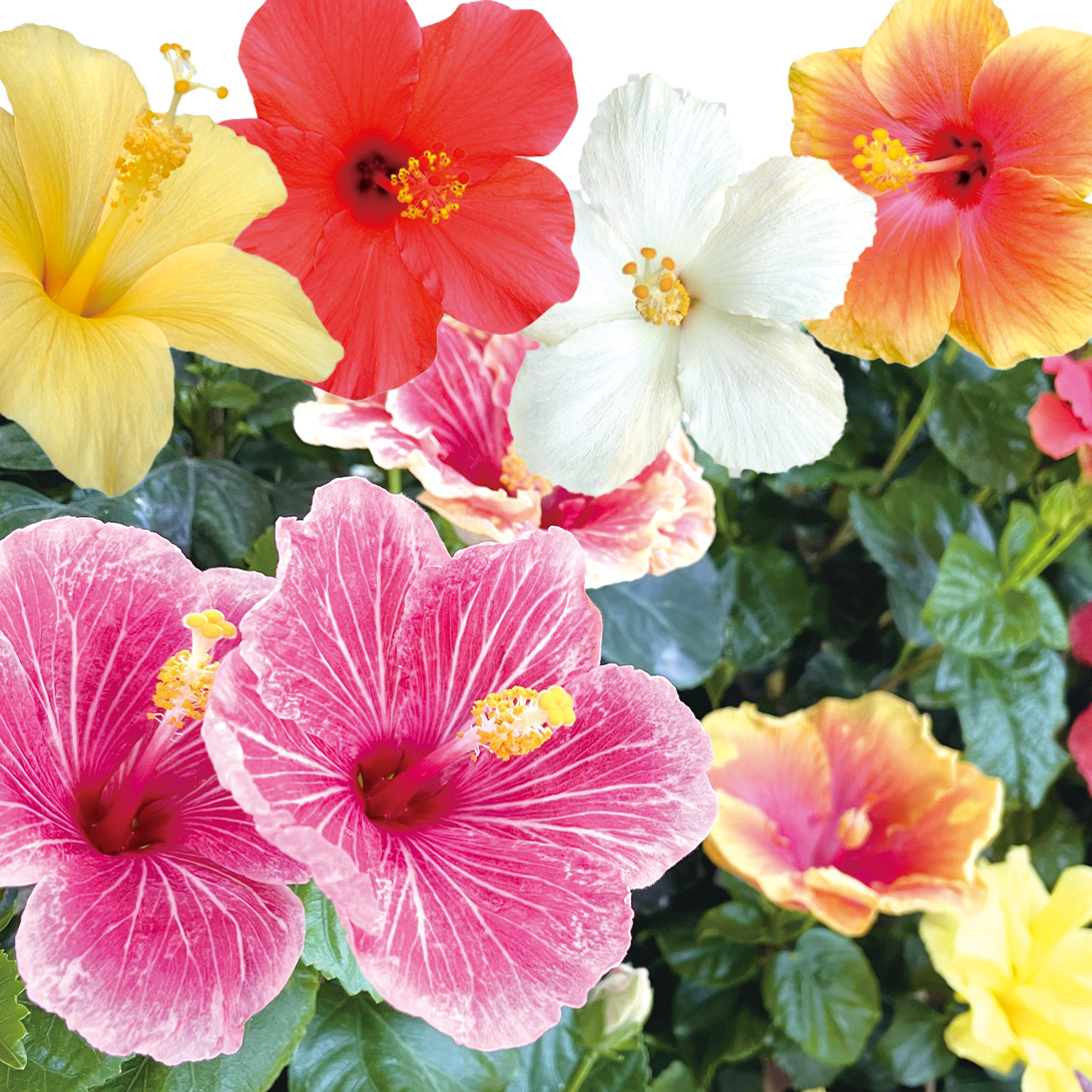 花苗 激安 ハイビスカス おまかせミックス 開花株