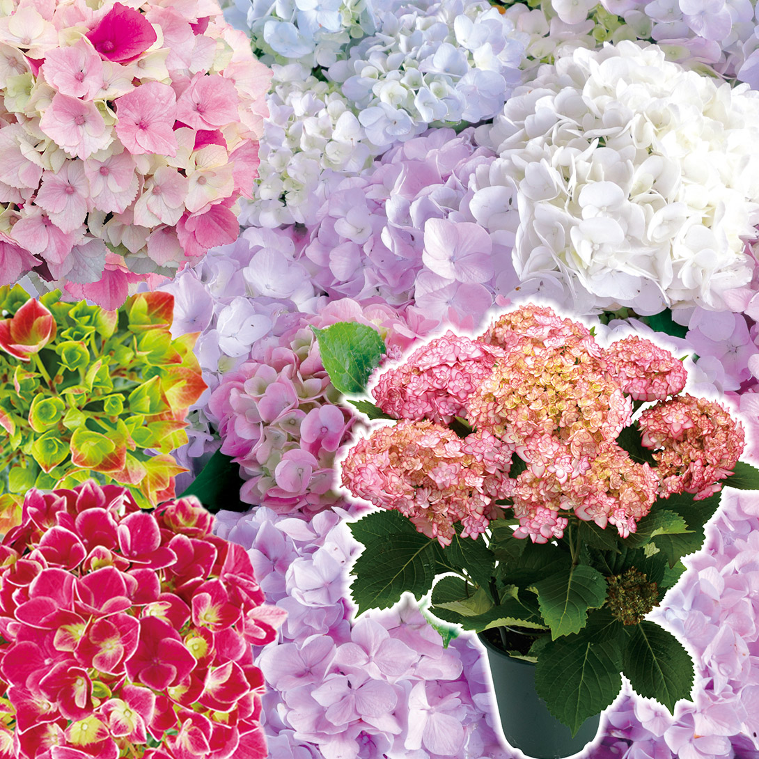 花木苗 アジサイ 鉢花 お買得アジサイおまかせ福袋 (花色見計らい 名称付) 開花株