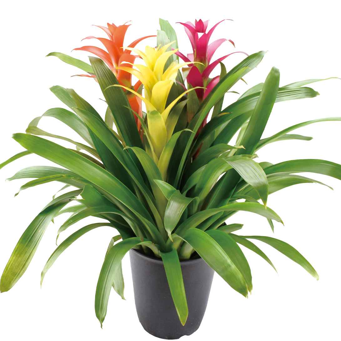 鉢花 観葉植物 グズマニア 3本立 1鉢