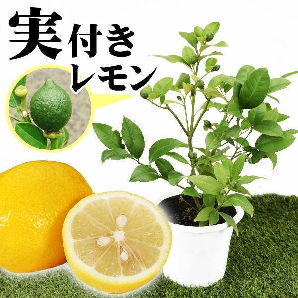 実つき果樹 レモン リスボンレモン実つき 5号鉢 1株