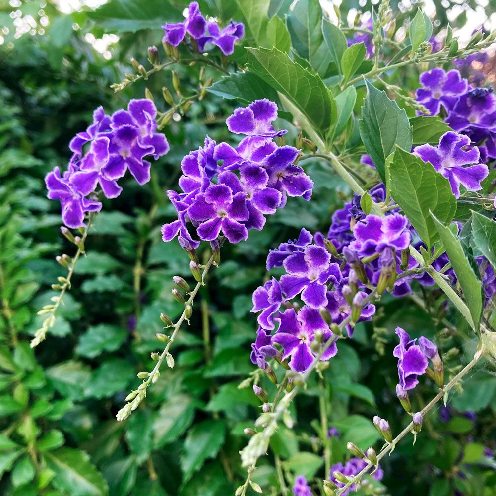 花苗 デュランタ レペテンス 宝塚