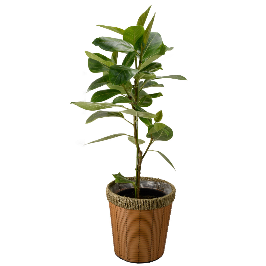 観葉植物 アルティシーマ ゴム 7号鉢