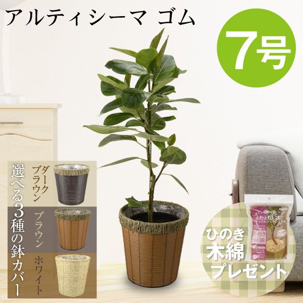 観葉植物 アルティシーマ ゴム 7号鉢