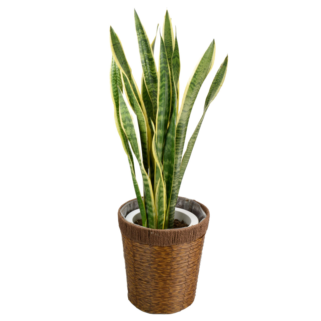 観葉植物 サンスベリア 7号鉢