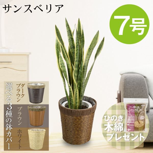 観葉植物 サンスベリア 7号鉢