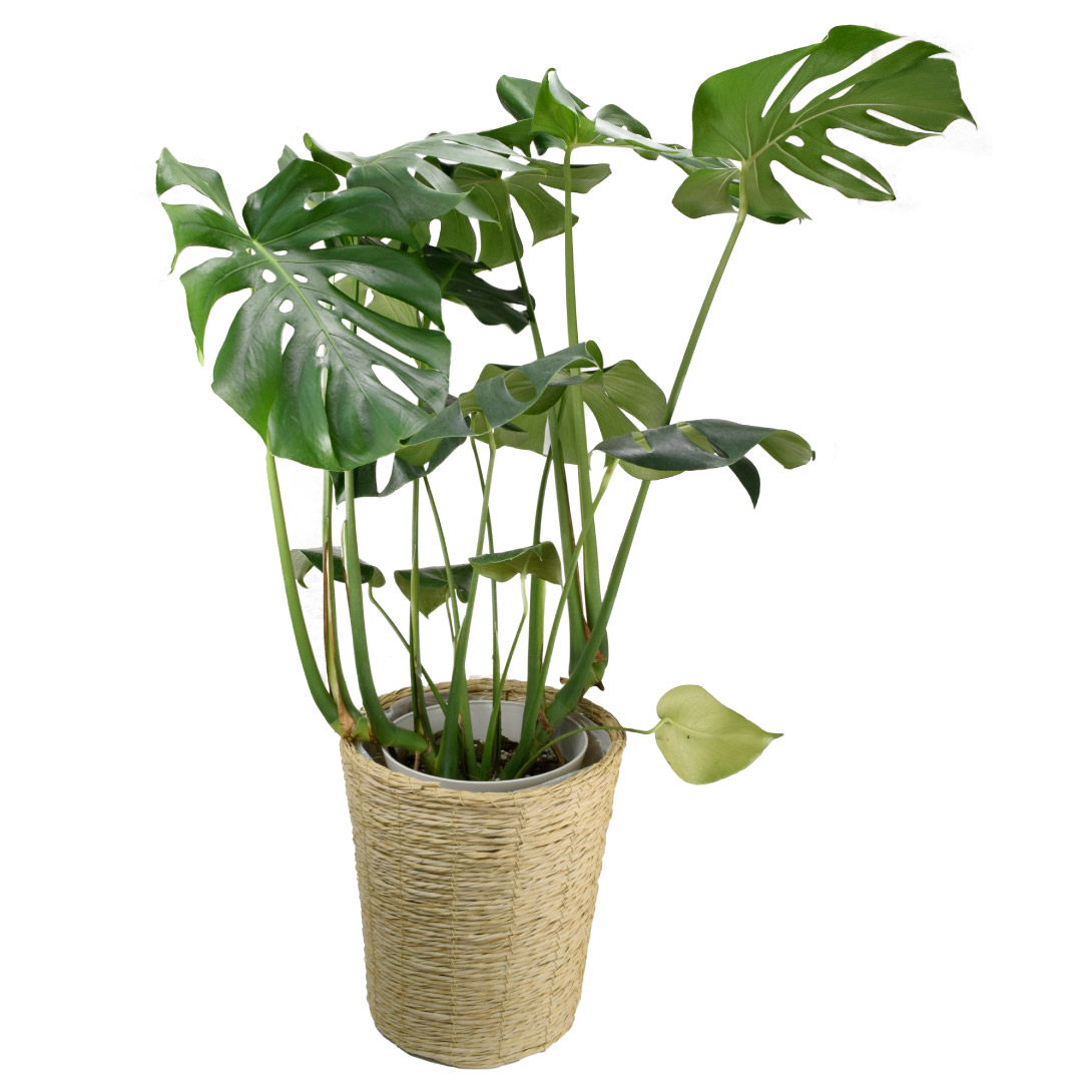 観葉植物 モンステラ 7号鉢