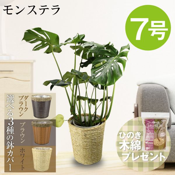 観葉植物 モンステラ 7号鉢