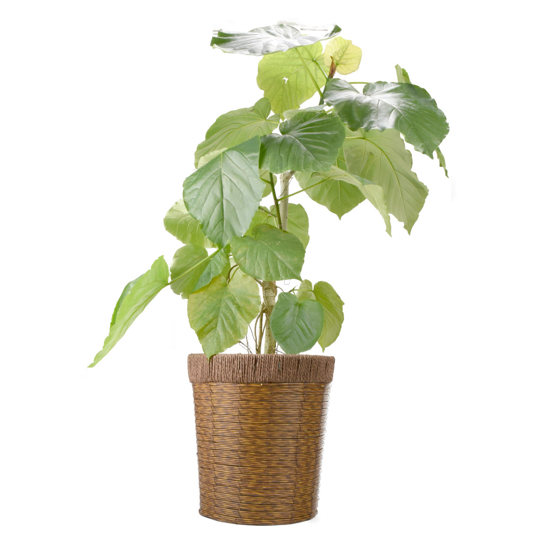 観葉植物 ウンベラータ 7号鉢