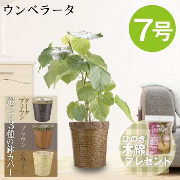 観葉植物 ウンベラータ 7号鉢