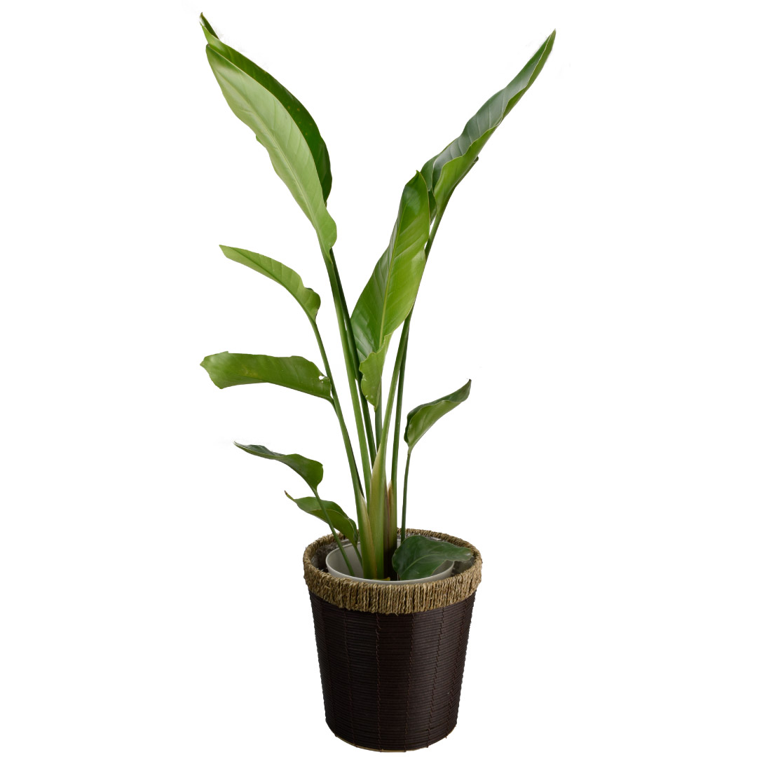 観葉植物 オーガスタ 7号鉢