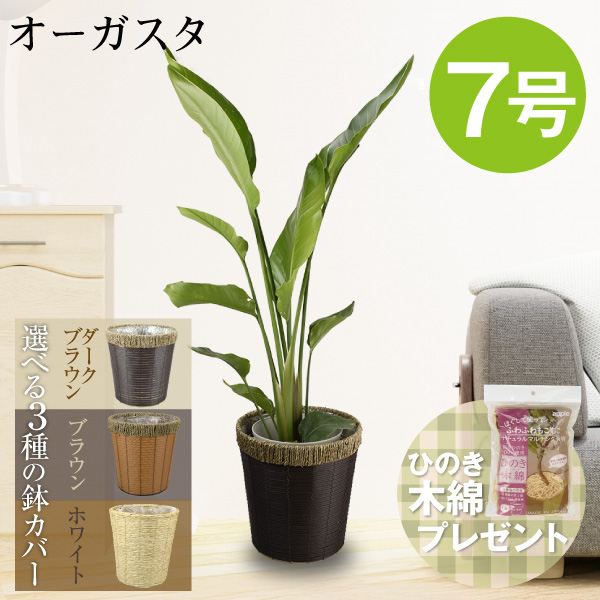 観葉植物 オーガスタ 7号鉢