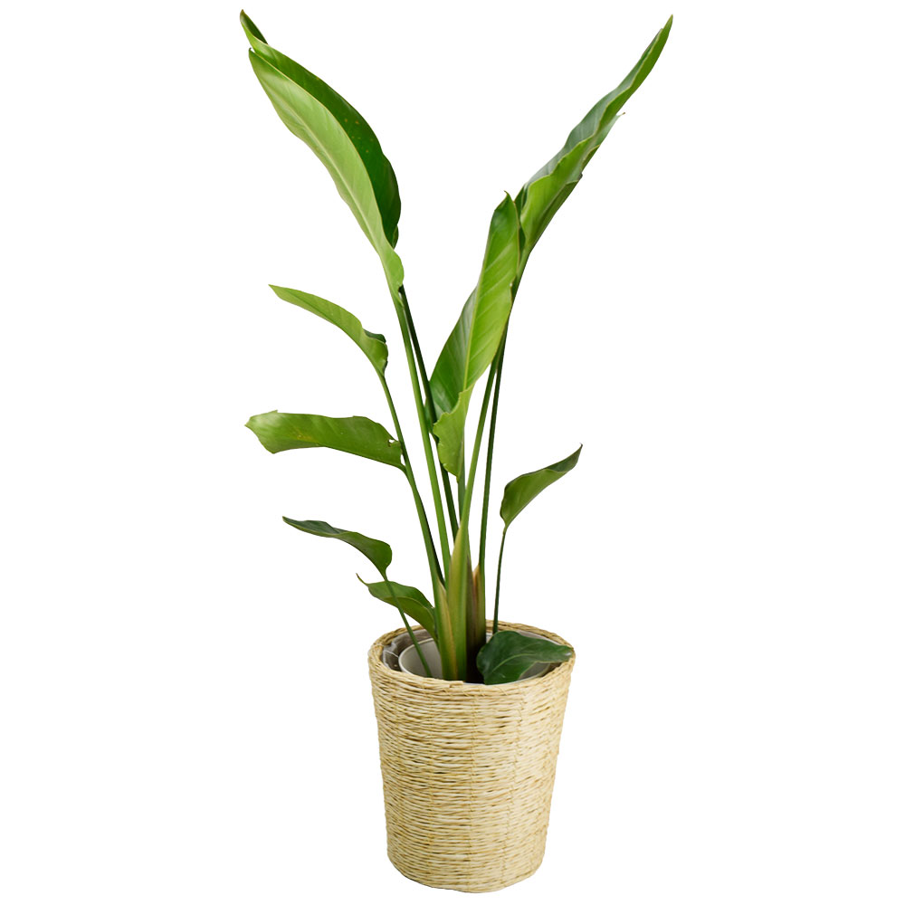 国華園オンラインショップ / 観葉植物 オーガスタ 7号鉢