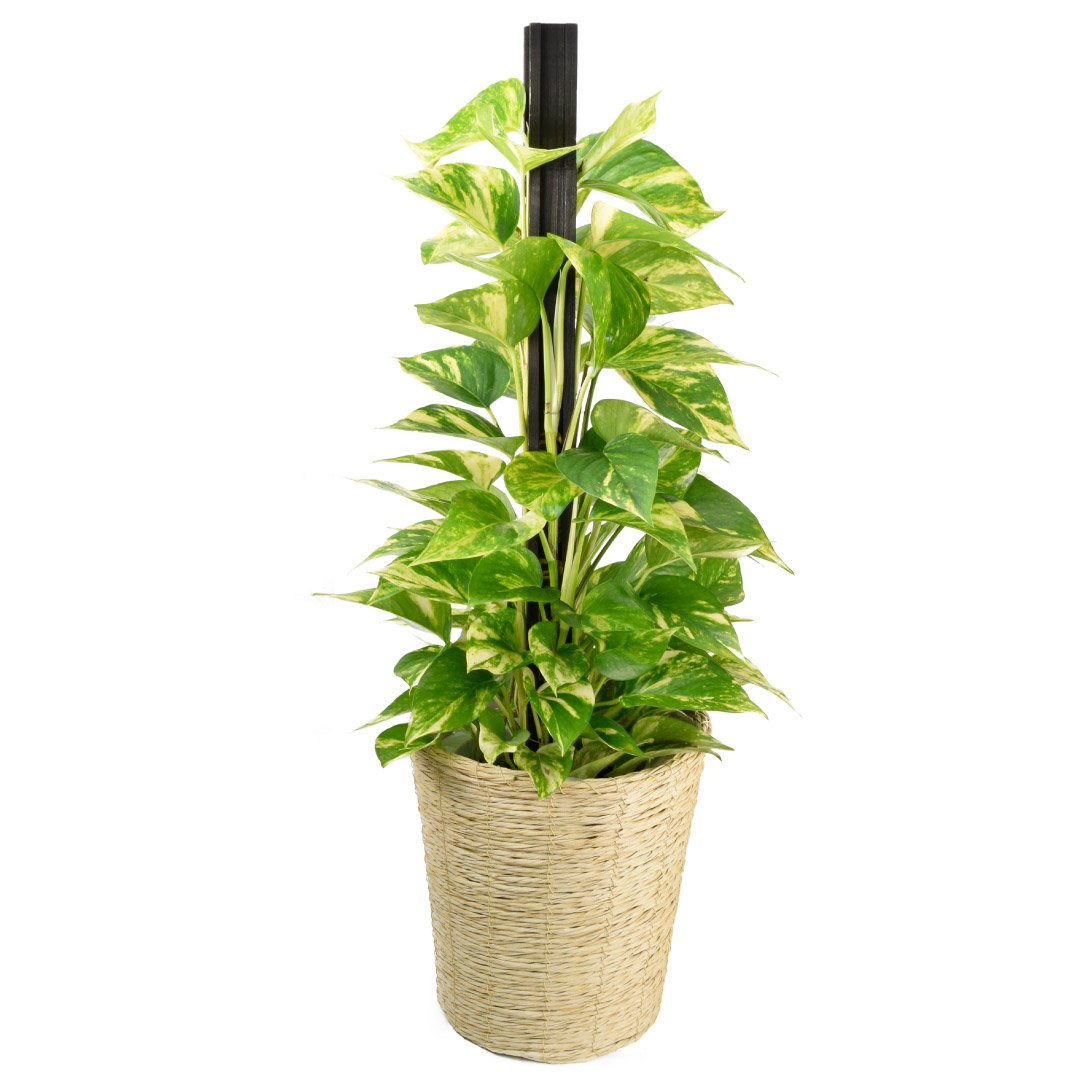 観葉植物 ポトス ヘゴ 7号鉢